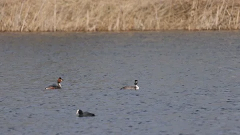A pair of grebes and coot in the lake, 4K slomo Stock Footage 176311181