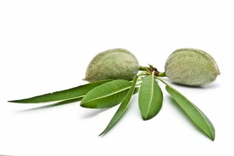 A pair of green almonds. Foto stock