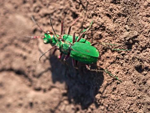 Pair of green bugs mating Stock Photos