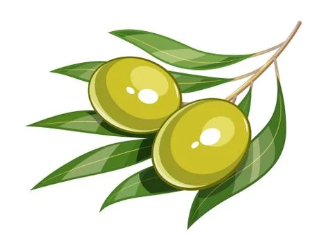 Pair of green olive vector illustration eps10 Stock Illustration