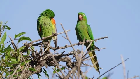 Pair of Green Parakeets Perched on Branch in Natural Habitat 動画素材 337006952