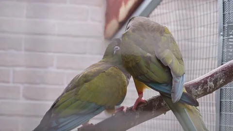 Pair of Green Parrots Resting Side by Side on Branch 스톡 동영상 342594103