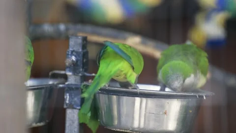 A pair of green parrots sitting on a tree branch and eating food from a feeder 스톡 동영상 306875591