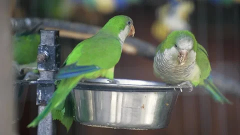 A pair of green parrots sitting on a tree branch and eating food from a feeder Stock Footage 306875727