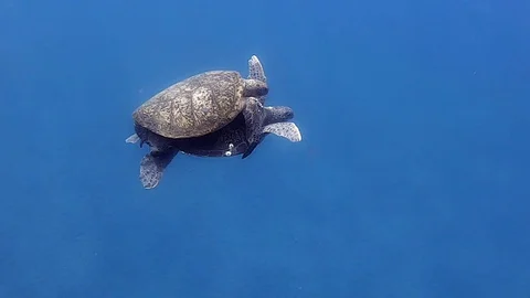 A Pair Of Green Sea Turtle Mating Under The Fresh Blue Sea Water - Medium Stock Footage 128094707