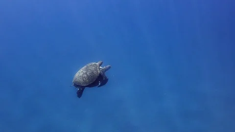 A Pair Of Green Sea Turtle Under The Deep Blue Sea During Mating Season - Stock Footage 128090910
