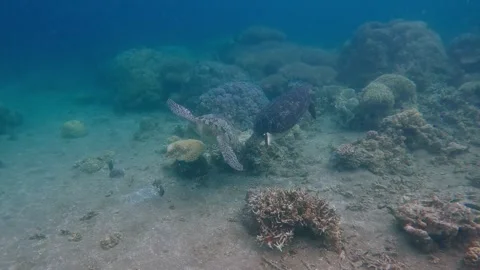 Pair of green sea turtles pecking each other Stock Footage 343426167