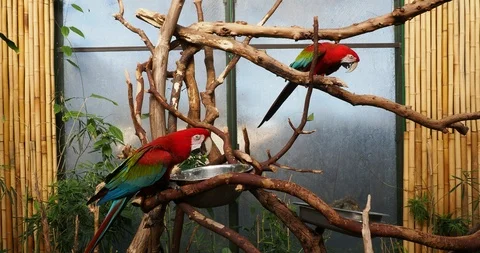 Pair of green winged macaw Stock Footage 125447543