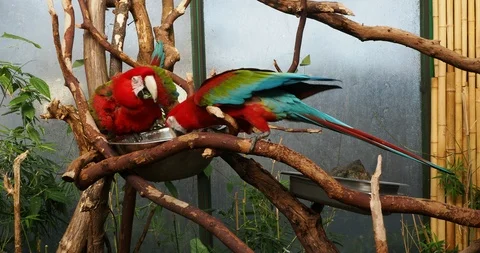 Pair of green winged macaw Stock Footage 125447886