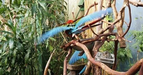 Pair of green winged macaw Stock Footage 125447966