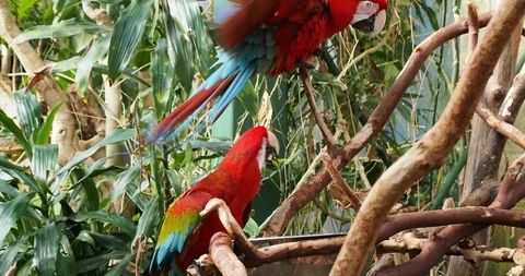 Pair of green winged macaw Stock Footage 125448493