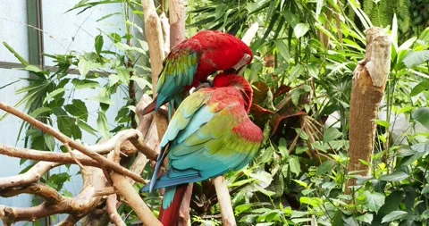Pair of green winged macaw playing on the branch Stock Footage 137131431