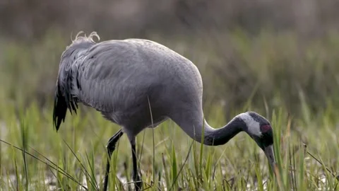 Pair of grey cranes building nest in forest pond, foraging and arranging gr.. Stock Footage 306948642
