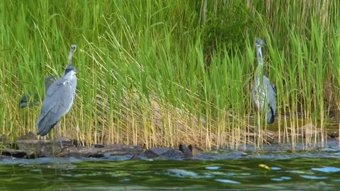 Pair of Grey Herons (Ardea cinerea) in Wetland Habitat, Southern Urals, Russia Stock Footage 325349757