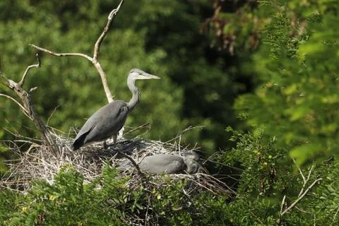 Pair of grey herons nesting on the tree Stock Photos