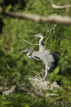 Pair of grey herons nesting on the tree Stock Photos