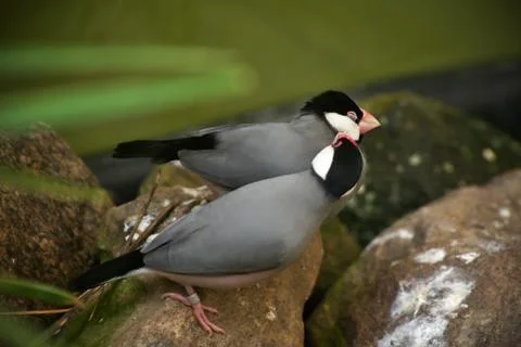 A pair of grey java sparrows perched on the stones Stock Photos