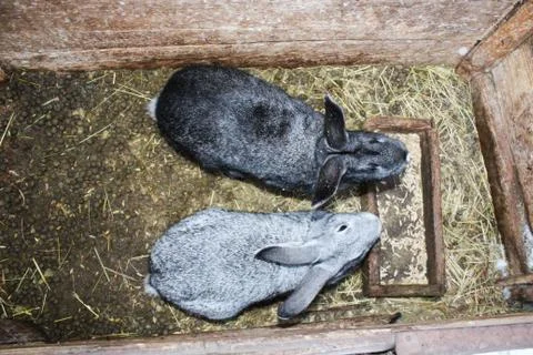 A pair of grey nice rabbits Stock Photos