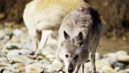 Pair Of Grey Wolves Hunting In Outdoor Woodland Stock Footage