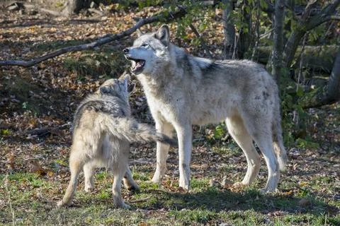 A pair of grey wolves playing Stock Photos