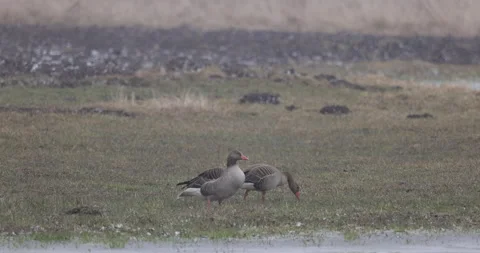 A pair of Greylag Goose in the field looking for food, 4K slomo Stock Footage 168134348