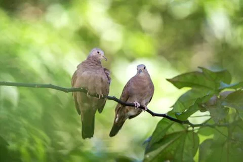 A pair of Ground Doves cuddle in the early morning light on branch in garden, Stock Photos