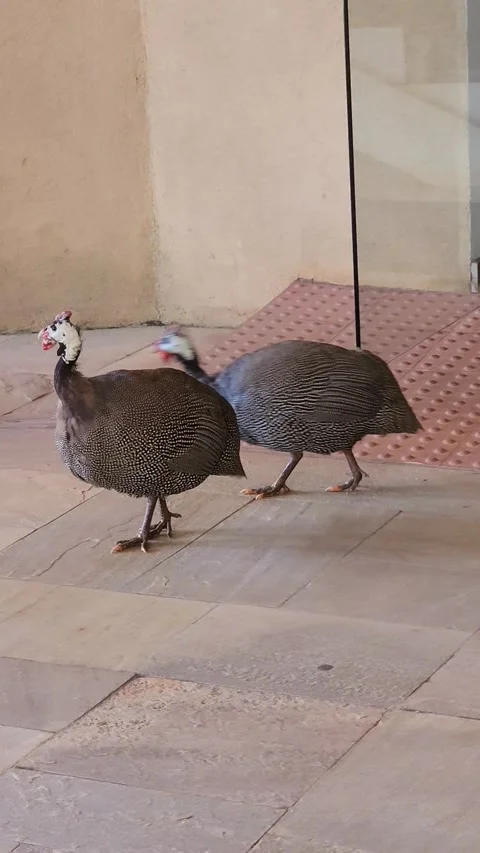 Pair of guinea fowls Stock Footage 301304387