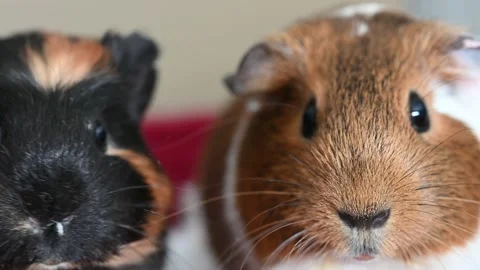 Pair of guinea pigs making sounds while being petted Stock Footage 231458219