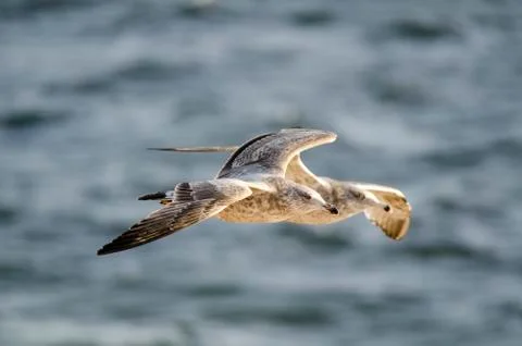 Pair of gulls in flight Stock Photos