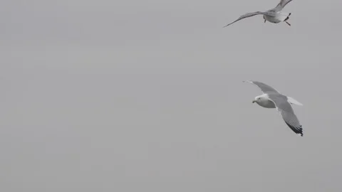A pair of gulls fly Stock Footage 88436774