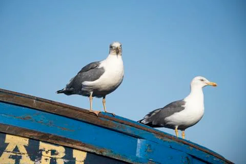Pair of gulls sat on the prow of small blue fishing boat Stock Photos