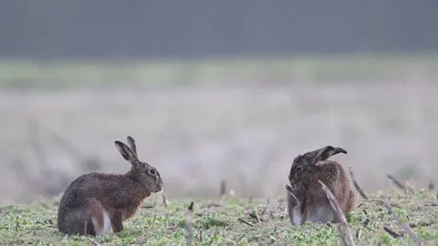A pair of hares sit in a field and shake water from their feet Stock Footage 273604622