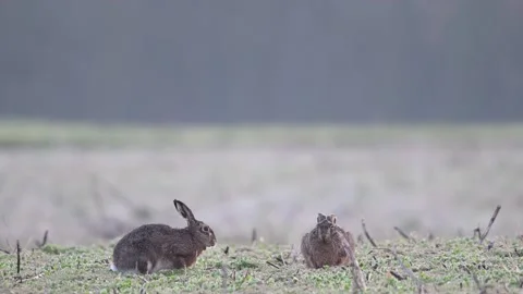 A pair of hares sit in a field covered in hoarfrost and groom their fur Stock Footage 273604116