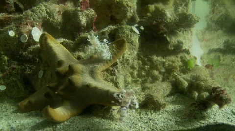 A pair of Harlequin shrimp attacking a starfish trying to turn it over Video stock 555883