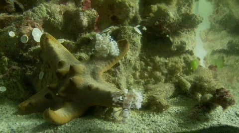 A pair of Harlequin shrimp attacking a starfish trying to turn it over Stock-Footage 555909