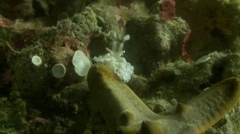A pair of Harlequin shrimp attacking a starfish trying to turn it over Video stock 555997