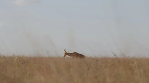 A pair of Hartebeests running through tall grass at midday Stock Footage 310969995