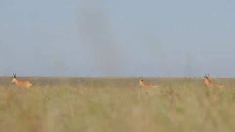 A pair of Hartebeests running through tall grass at midday Stock Footage 310976287