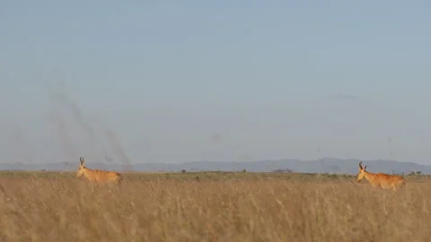 A pair of Hartebeests walking in tall grass at midday Stock Footage 310978769