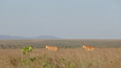 A pair of Hartebeests walking through tall dry grass in sun Stock-Footage 310977400