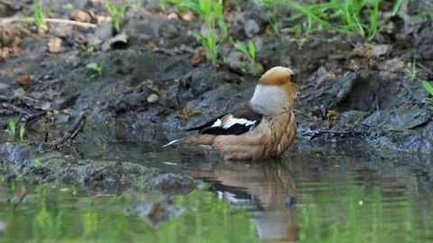 Pair of hawfinch bird taking a bath, Coccothraustes coccothraustes Stock Footage 154330126