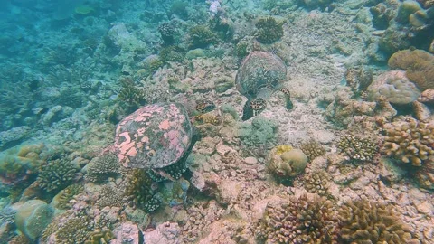 Pair of hawksbill turtlea swimming over seabed on tropical coral reef Stock Footage 194629996