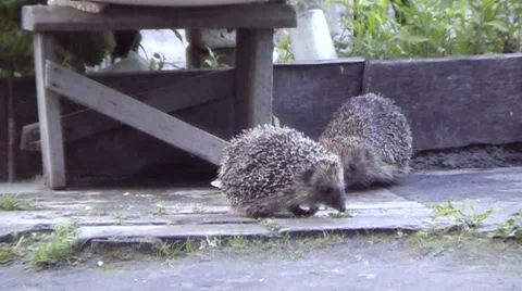 A pair of hedgehogs, frolics Stock Footage 68293468