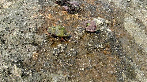 A pair of hermit crabs move on the rocks of a cliff Stock-Footage 118990315