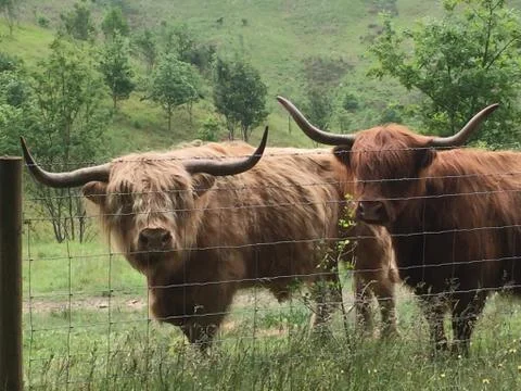 Pair of highland cattle Stock Photos