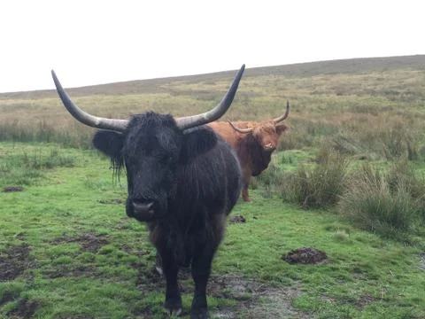 A pair of highlands cattle Stock Photos