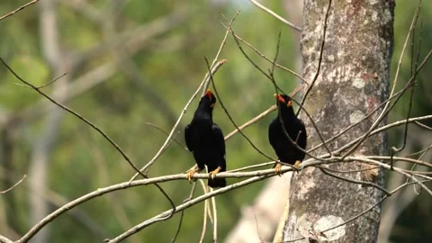 Pair of Hill Mynas Stock Footage 199398818