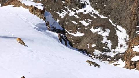 Pair of Himalayan Fox walking on the snow in the Himalayas Stock-Footage 286108090