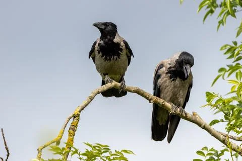 Pair of Hooded Crows perched together, one calling Foto stock