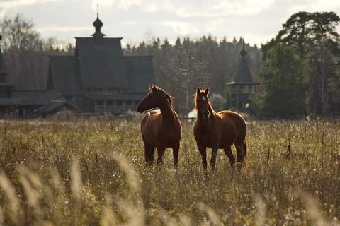 A pair of horses on the background of the church. Stock Photos